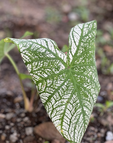 leaf-sustainability